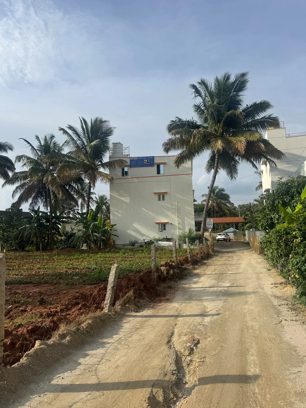 The Edelweizz center building with palm trees along the approach road